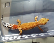 New female2