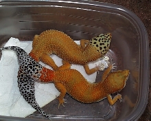 big girls