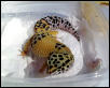 Female1