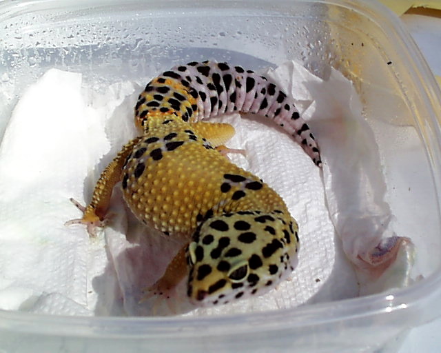 Female1