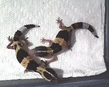 hatchlings