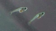 Honey Dwarf Fry