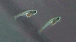 Honey Dwarf Fry