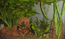 Honey Dwarf Habitat