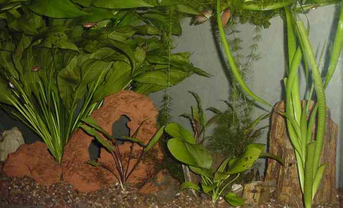 Honey Dwarf Habitat