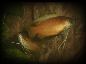 Honey Dwarf Gourami