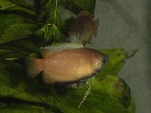 Honey Dwarf Male
