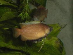 Honey Dwarf Male