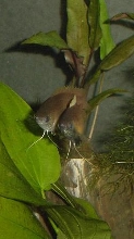 Honey Dwarf Male/Female