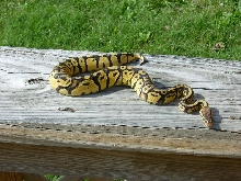 male pastel