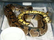 pastel breeding