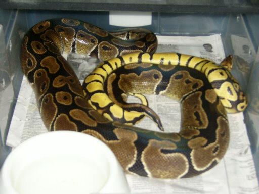 pastel breeding