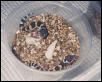 baby leos - het patternless