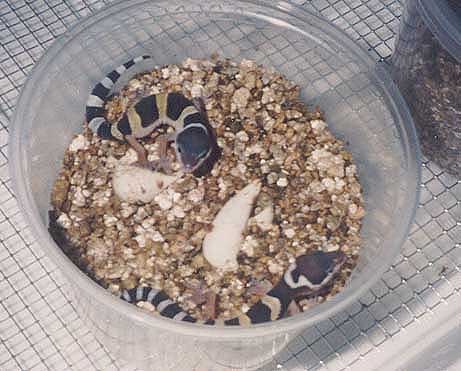 baby leos - het patternless