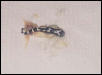dead gecko... abberrant pattern