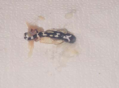 dead gecko... abberrant pattern
