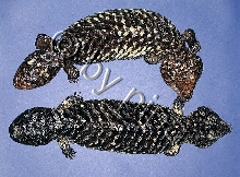 Trachydosaurus r. asper1