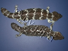 Trp4