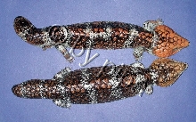 Trr1