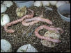 pink pastel albino hognose