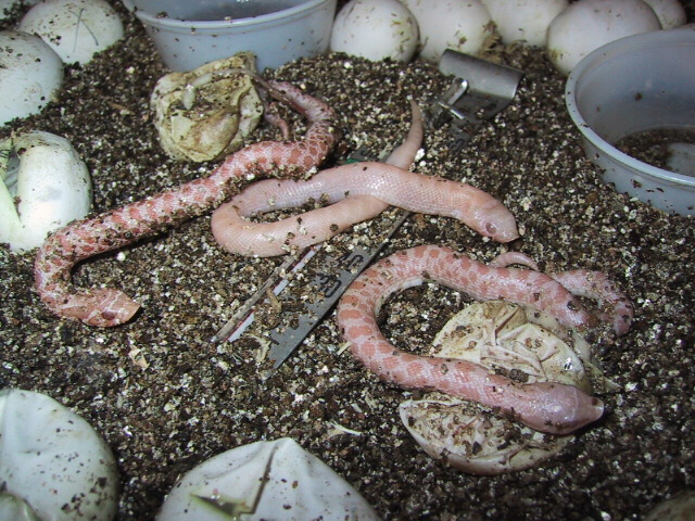 pink pastel albino hognose