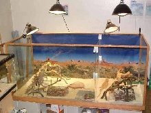 68*30*30 bearded dragons