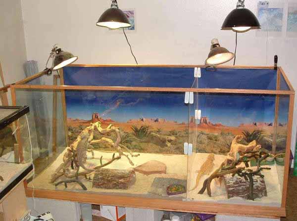 68*30*30 bearded dragons