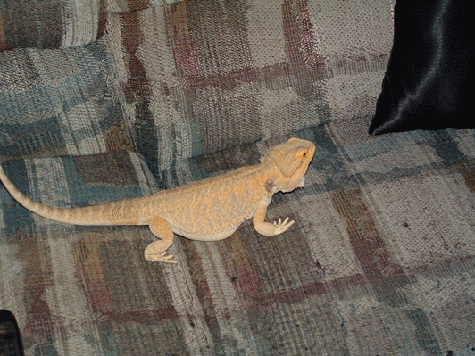 snow/hypo from dragons den