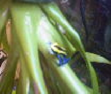 Blue Black & Yellow Arrow Frog