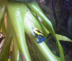 Blue Black & Yellow Arrow Frog