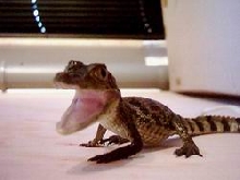 My  caiman Nils