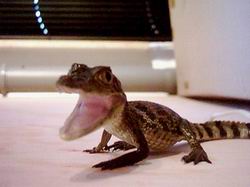 My  caiman Nils