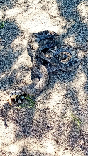 Atrox mating