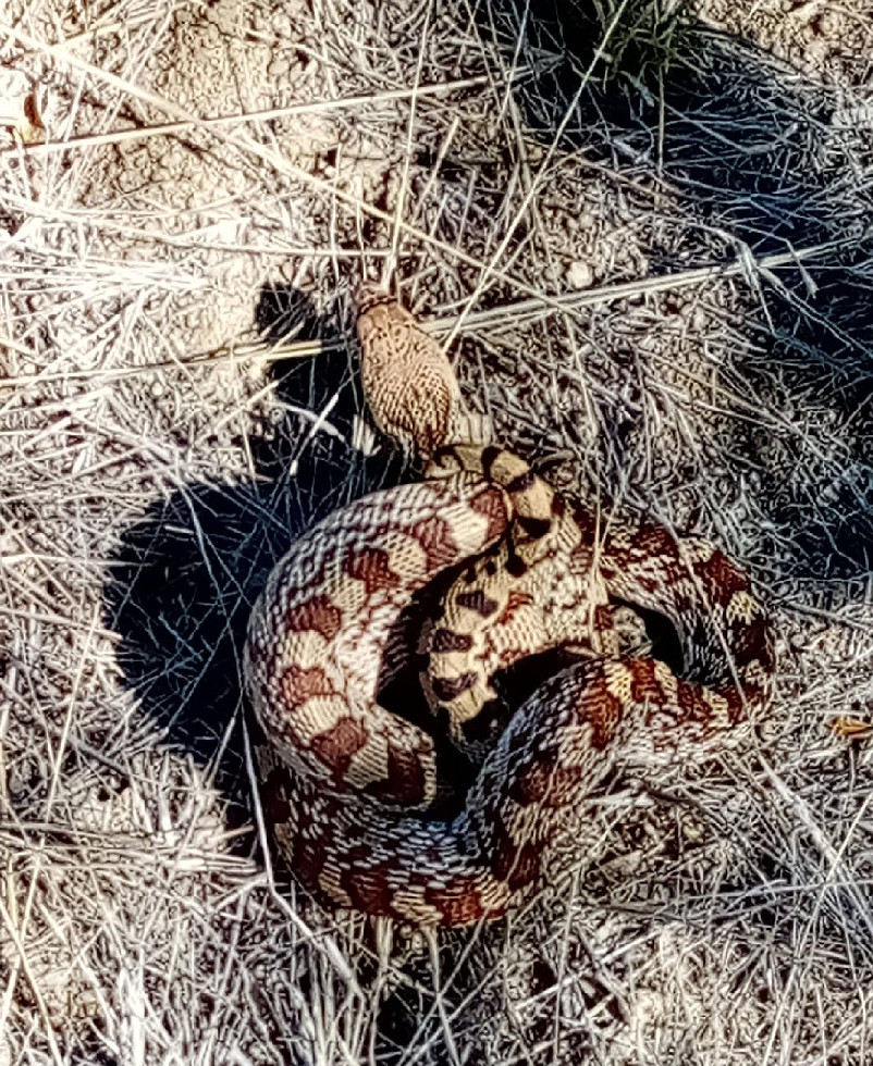 Sonoran gopher