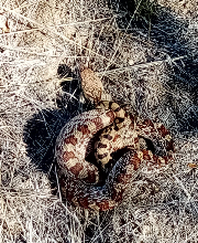 Sonoran gopher