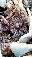Western Diamondback