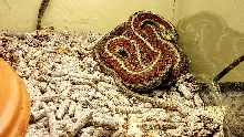 Coast garter