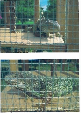 randi in cage