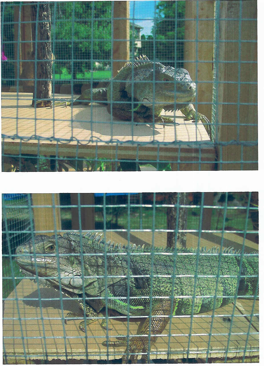 randi in cage