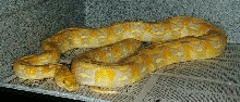 Albino Female Dwarf Cross Retic (KS)