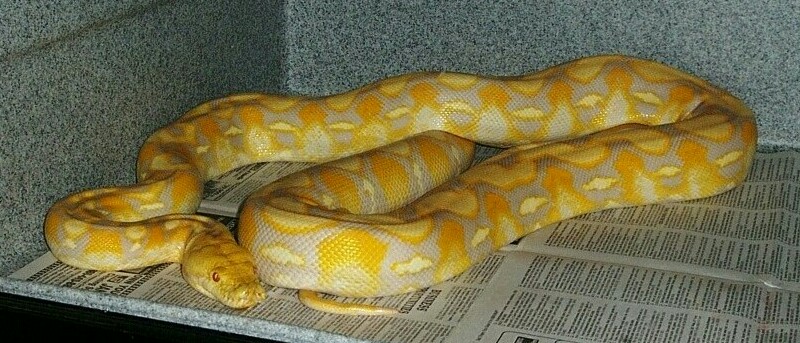 Albino Female Dwarf Cross Retic (KS)
