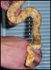 Albino Burm