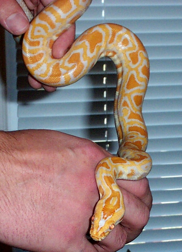 Albino Burm