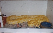 Female Albino Burm Breeder
