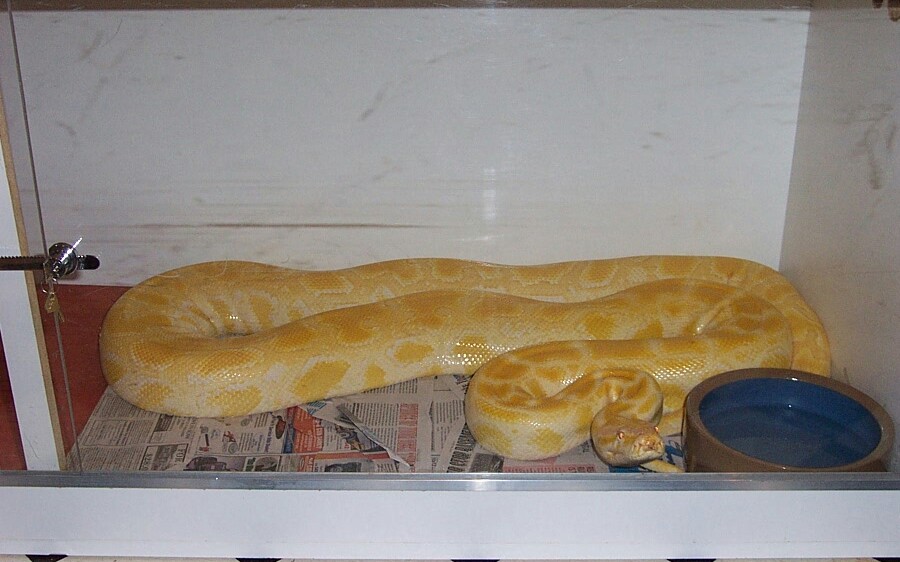 Female Albino Burm Breeder