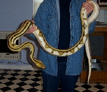 Female Supertiger Retic