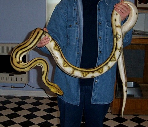 Female Supertiger Retic