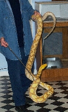 Male Purple Phase Albino Retic