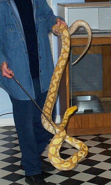 Male Purple Phase Albino Retic