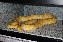 Dwarf Albino Retic Cross